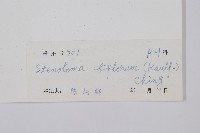 闊片鳥蕨藏品圖，第2張