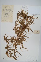 狹葉海金沙藏品圖，第1張