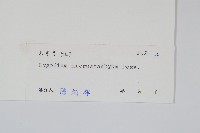 狹葉海金沙藏品圖，第2張