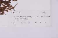 大黑柄鐵角蕨、黃鱗鐵角蕨、大羽鐵角蕨藏品圖，第2張