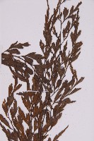 大黑柄鐵角蕨、黃鱗鐵角蕨、大羽鐵角蕨藏品圖，第3張