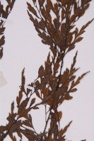 大黑柄鐵角蕨、黃鱗鐵角蕨、大羽鐵角蕨藏品圖，第4張