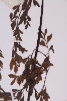 大黑柄鐵角蕨、黃鱗鐵角蕨、大羽鐵角蕨藏品圖，第5張