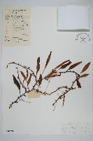 石葦藏品圖，第1張