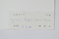 石葦藏品圖，第2張