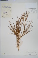 松葉蕨藏品圖，第1張