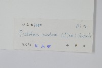 松葉蕨藏品圖，第2張