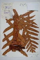 崖薑蕨藏品圖，第1張