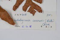 崖薑蕨藏品圖，第2張