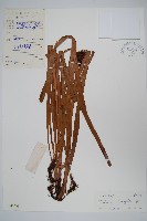 唇邊書帶蕨藏品圖，第1張