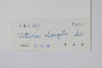 唇邊書帶蕨藏品圖，第2張