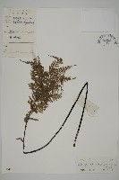 粉葉蕨藏品圖，第1張