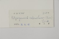 粉葉蕨藏品圖，第2張