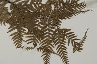 粉葉蕨藏品圖，第3張