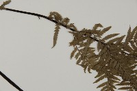 粉葉蕨藏品圖，第4張