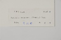 翅柄三叉蕨藏品圖，第2張