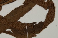 翅柄三叉蕨藏品圖，第3張