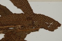 翅柄三叉蕨藏品圖，第4張