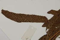 翅柄三叉蕨藏品圖，第5張