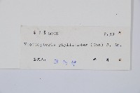 長葉巢蕨藏品圖，第2張