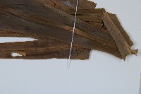 長葉巢蕨藏品圖，第5張