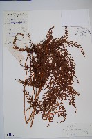 烏蕨藏品圖，第1張