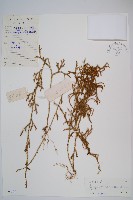 過山龍藏品圖，第1張