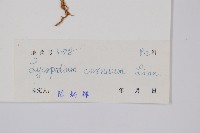 過山龍藏品圖，第2張