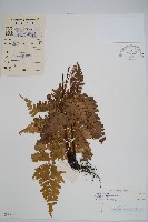 黑足鱗毛蕨藏品圖，第1張