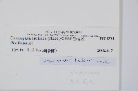 崇澍蕨藏品圖，第2張