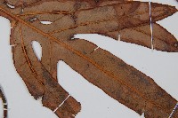 崇澍蕨藏品圖，第3張