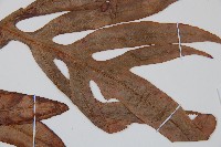 崇澍蕨藏品圖，第4張