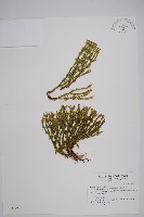 反捲葉石松藏品圖，第1張