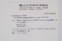 反捲葉石松藏品圖，第2張