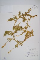 石松藏品圖，第1張