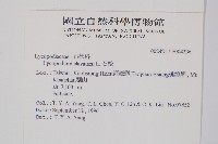 石松藏品圖，第2張