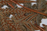 日本狗脊蕨藏品圖，第5張