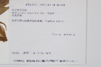 長葉腎蕨藏品圖，第1張