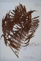 臺灣金狗毛蕨藏品圖，第4張