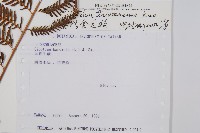 臺灣金狗毛蕨藏品圖，第5張