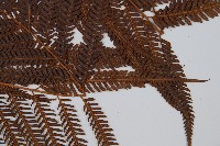 臺灣金狗毛蕨藏品圖，第6張