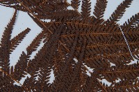 臺灣金狗毛蕨藏品圖，第7張