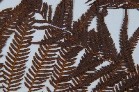 臺灣金狗毛蕨藏品圖，第8張