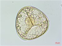 臺灣金狗毛蕨藏品圖，第2張