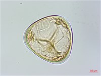 臺灣金狗毛蕨藏品圖，第3張