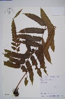 海南實蕨藏品圖，第1張