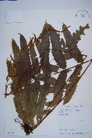 海南實蕨藏品圖，第1張