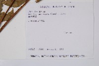 海南實蕨藏品圖，第2張