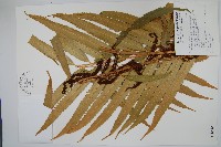 粗齒革葉紫萁藏品圖，第1張