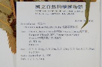 粗齒革葉紫萁藏品圖，第2張